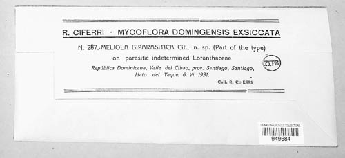 Meliola biparasitica image